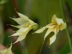 Melasphaerula graminea