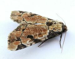 Stibaera thyatiroides