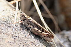 Calliptamus plebeius