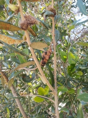 Disholcaspis quercusvirens