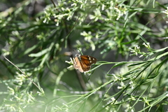 Libytheana carinenta mexicana