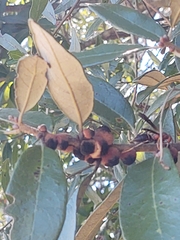 Disholcaspis quercusvirens