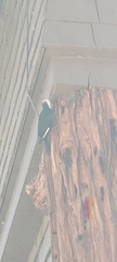 Dryobates albolarvatus