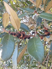 Disholcaspis quercusvirens