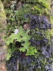 Lobariaceae