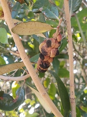 Disholcaspis quercusvirens