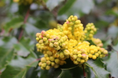 Berberis
