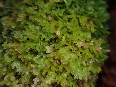 Riccardia latifrons