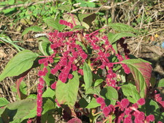 Amaranthus caudatus