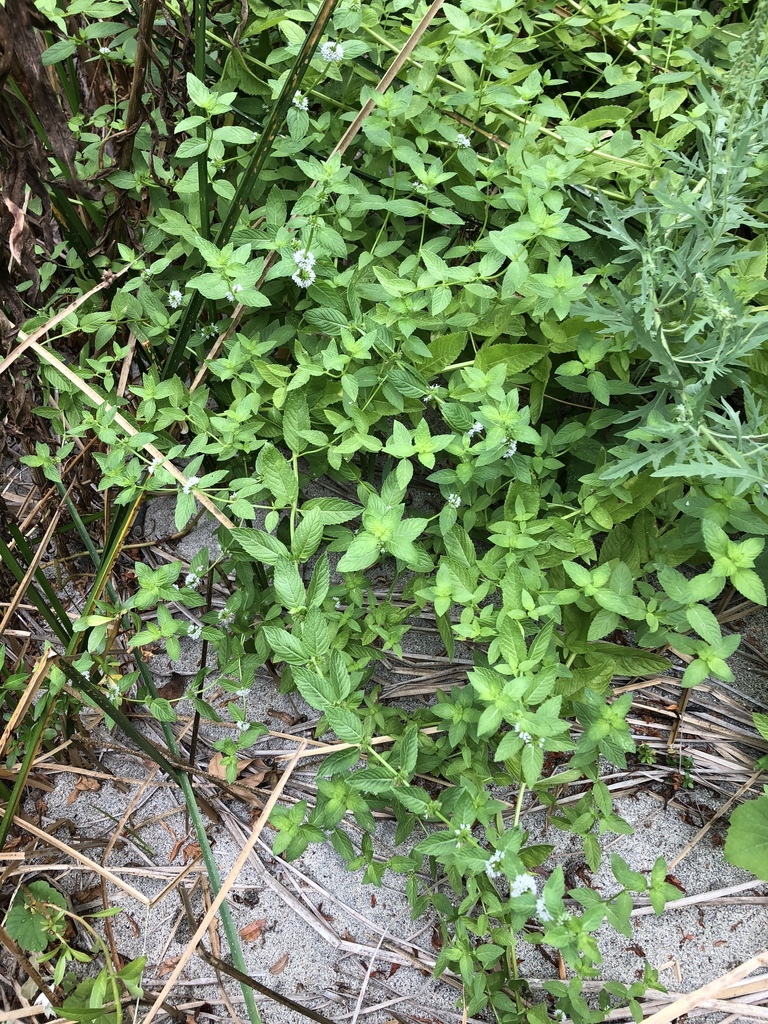 redstem mint
