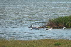 Pelecanus crispus