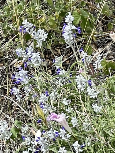 Salvia farinacea