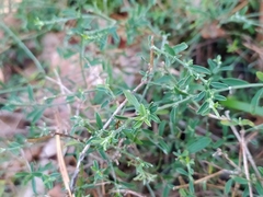 Genista pilosa