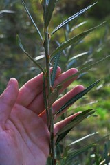 Salix eleagnos