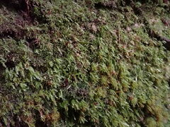 Tetraphis geniculata