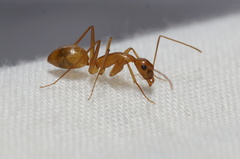 Camponotus festinatus
