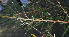 Salix eleagnos