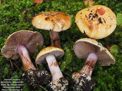 Cortinarius haasii
