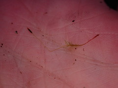 Tetraphis geniculata