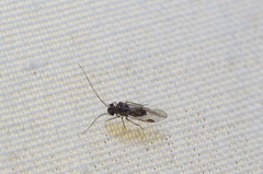 Psocidae