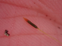 Tetraphis geniculata