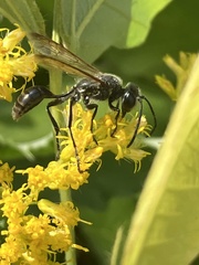 Isodontia