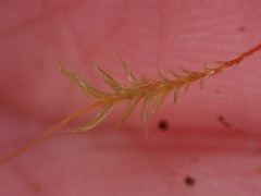 Tetraphis geniculata