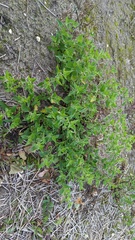 Solanum physalifolium