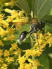 Isodontia