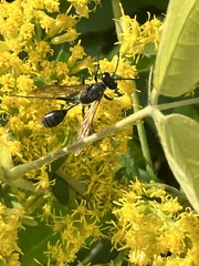 Isodontia