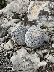 Echinocereus reichenbachii caespitosus