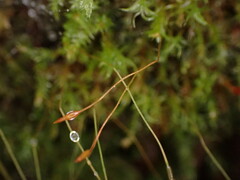 Tetraphis geniculata