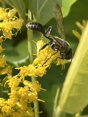 Isodontia