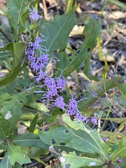 Liatris tenuifolia