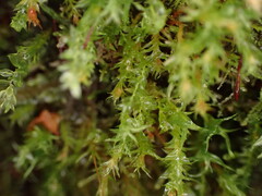 Tetraphis geniculata