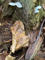 Pseudohydnum gelatinosum