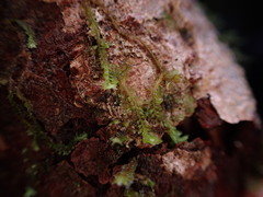 Douinia ovata