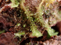 Douinia ovata