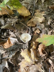 Cantharellula umbonata