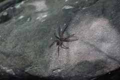 Dolomedes vittatus