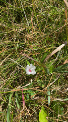 Convolvulus equitans