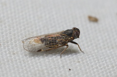 Melanoliarus acicus