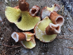 Suillus cavipes