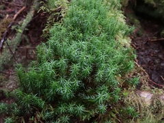 Polytrichastrum alpinum