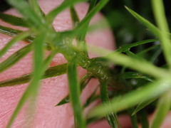 Polytrichastrum alpinum