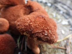 Suillus cavipes
