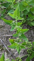 Solanum physalifolium