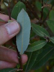 Salix triandra