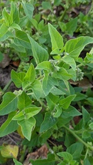 Solanum physalifolium