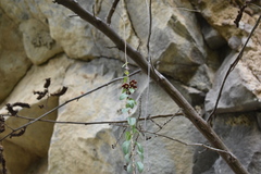 Funastrum elegans